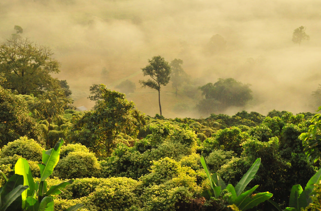 How Sustainable Companies Are Helping To Save Our Rain Forests -  By Tara Dodson