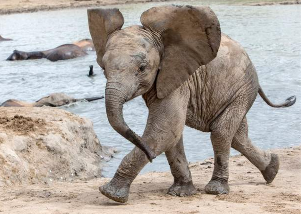 Products that help animal causes, feeding shelter pets like dogs and cats, , saving wildlife, elephants, chimpanzees