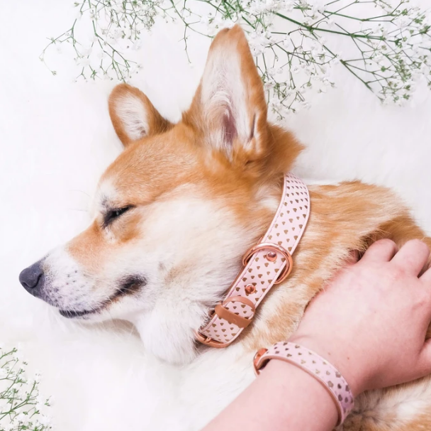 Dog hotsell friendship bracelet