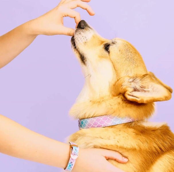 Pastel Mermaid Tail Dog Collar and Matching Bracelet For You