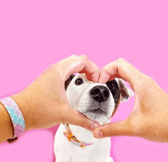 Pastel Mermaid Tail Dog Collar and Matching Bracelet For You! - Vegan - Feeds 4 shelter pups!