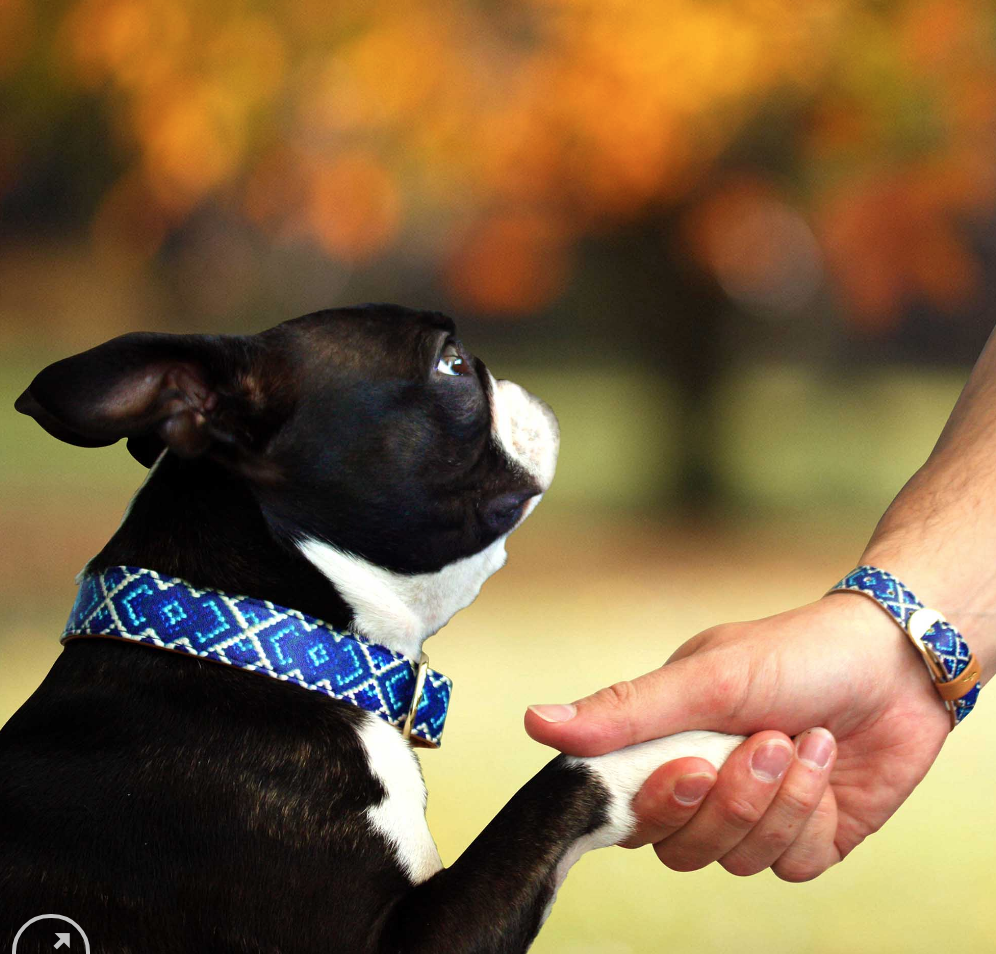 Mucky Pup- Dog Collar and matching Bracelet - Vegan - Feeds 4 shelter pups! - Give Back Goods