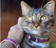 Pink Vegan Cat Collar and Matching Bracelet- Feeds 3 Shelter Animals! - Give Back Goods