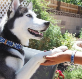 Mucky Pup- Dog Collar and matching Bracelet - Vegan - Feeds 4 shelter pups! - Give Back Goods