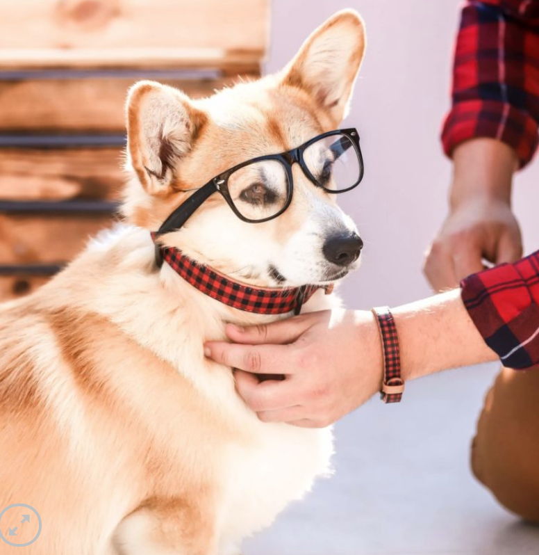 Red & Black Hipster Dog Collar & Matching Bracelet, Vegan,  Feeds 4 shelter pups! - Give Back Goods