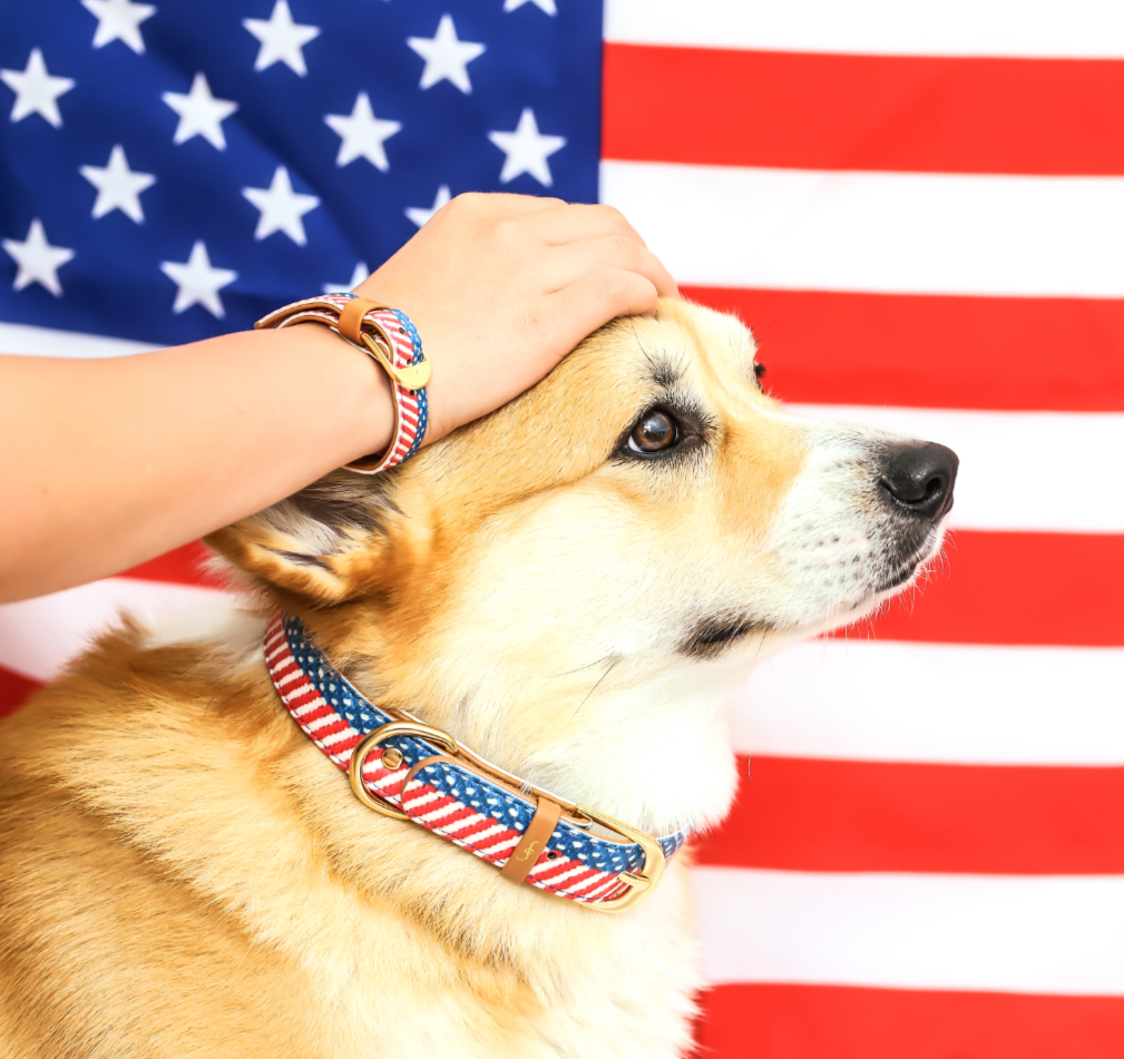 The Presidential Dog Collar and Matching Bracelet For You! - Vegan - Feeds 4 shelter pups! - Give Back Goods