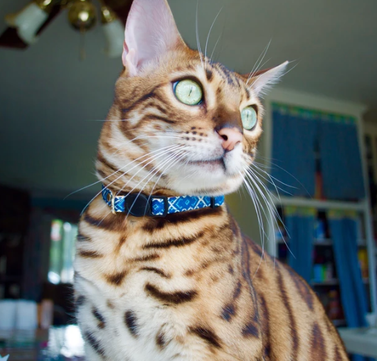 Royal Blue Diamond Vegan Cat Collar and Matching Bracelet- Feeds 3 Shelter Animals!